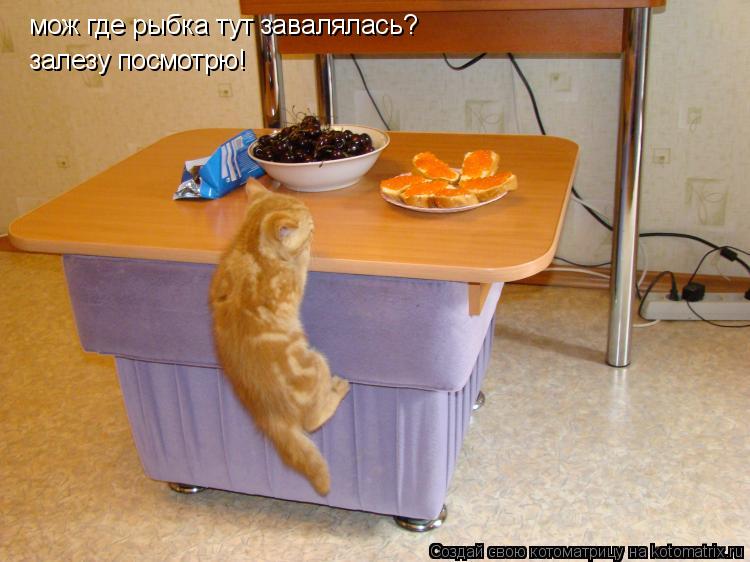Котоматрица: мож где рыбка тут завалялась? залезу посмотрю!