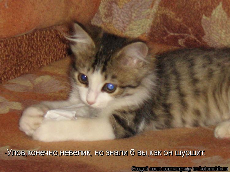 Котоматрица: -Улов,конечно,невелик, но знали б вы,как он шуршит.