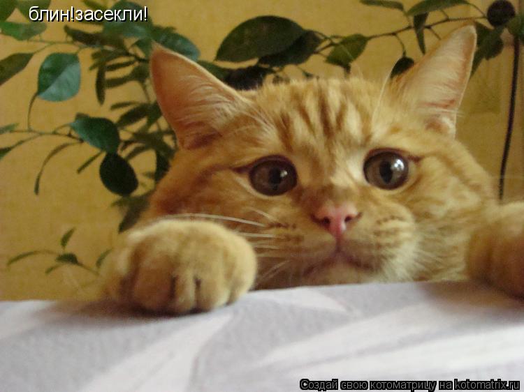 Котоматрица: блин!засекли!