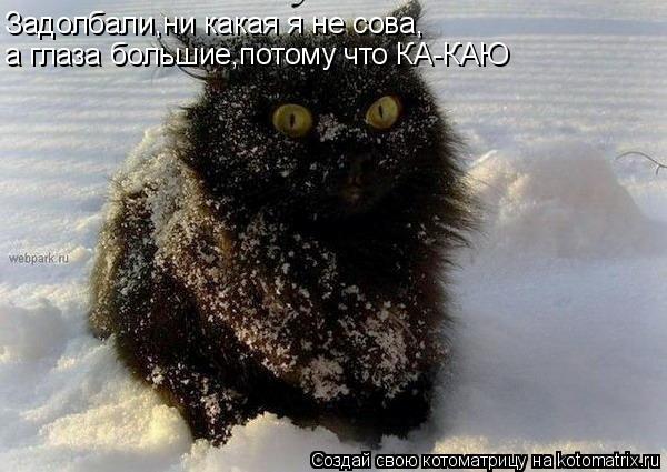 Котоматрица: Задолбали,ни какая я не сова,  а глаза большие,потому что КА-КАЮ