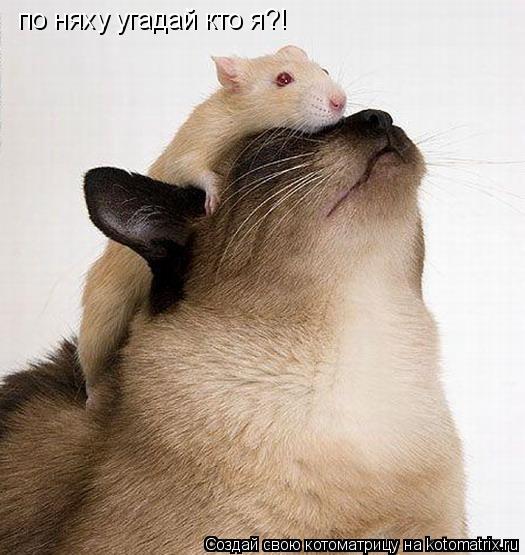 Котоматрица: по няху угадай кто я?!