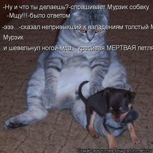 Котоматрица: -Ну и что ты делаешь?-спрашивает Мурзик собаку.  -Мщу!!!-было ответом -эээ...-сказал непривыкший к нападениям толстый Мурзик Мурзик и шевельнул 
