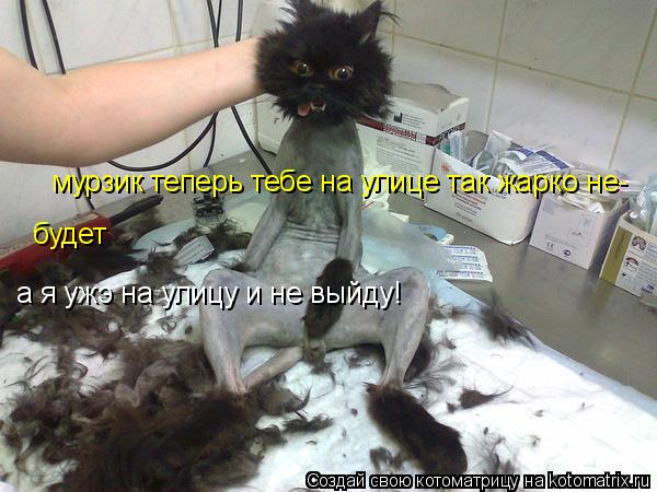 Котоматрица: мурзик теперь тебе на улице так жарко не- будет а я ужэ на улицу и не выйду!