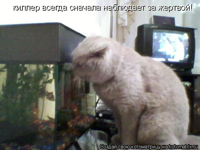 Котоматрица: киллер всегда сначала наблюдает за жертвой!