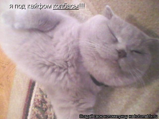 Котоматрица: я под кайфом колбасы!!! _______