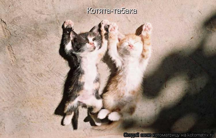 Котоматрица: Котята-табака