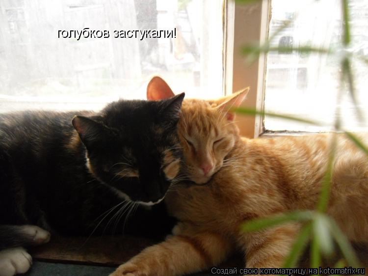 Котоматрица: голубков застукали!