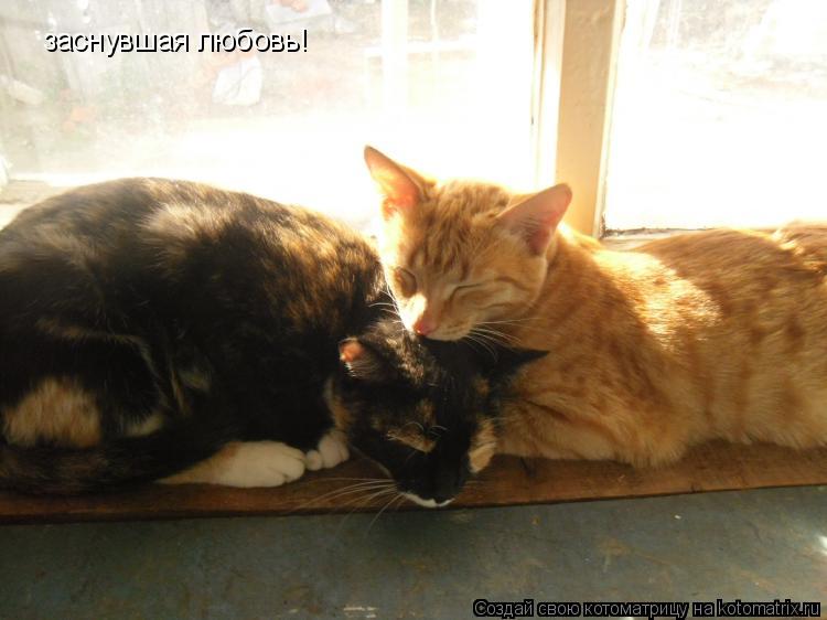 Котоматрица: заснувшая любовь!