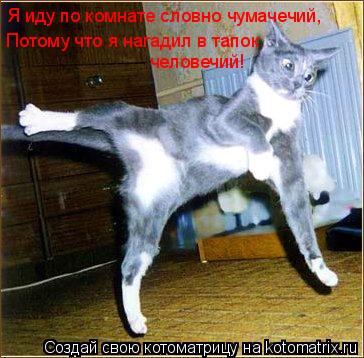 Котоматрица: Я иду по комнате словно чумачечий, Потому что я нагадил в тапок  человечий!