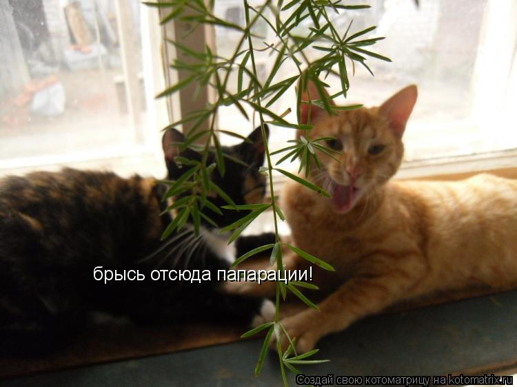 Котоматрица: брысь отсюда папарации!