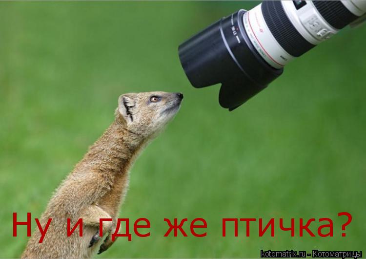 Котоматрица: Ну и где же птичка?