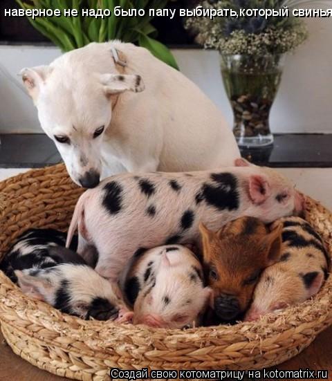 Котоматрица: наверное не надо было папу выбирать,который свинья!