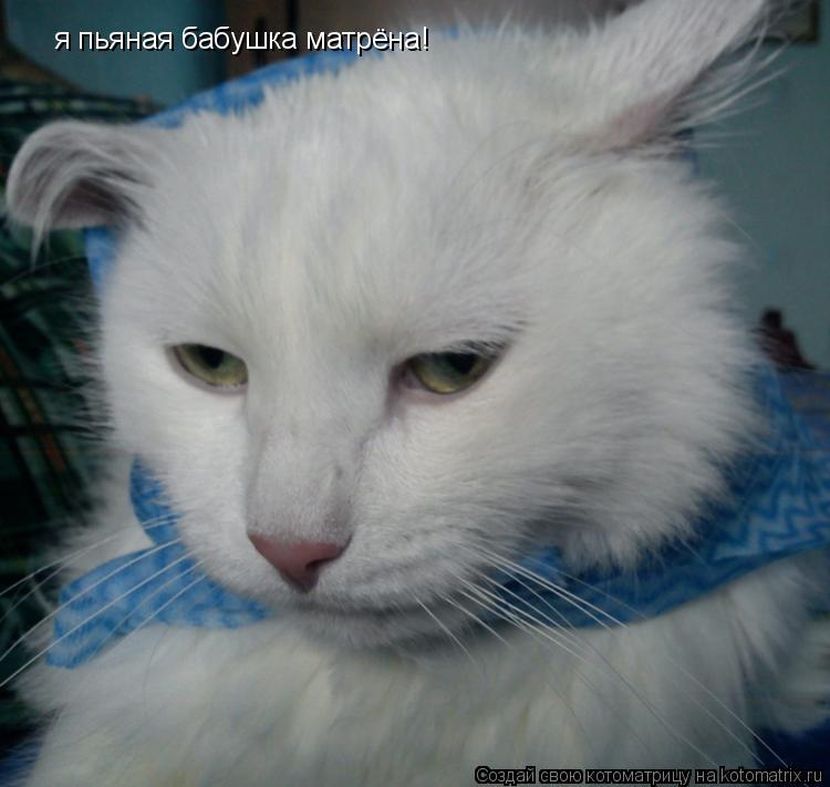 Котоматрица: я пьяная бабушка матрёна!