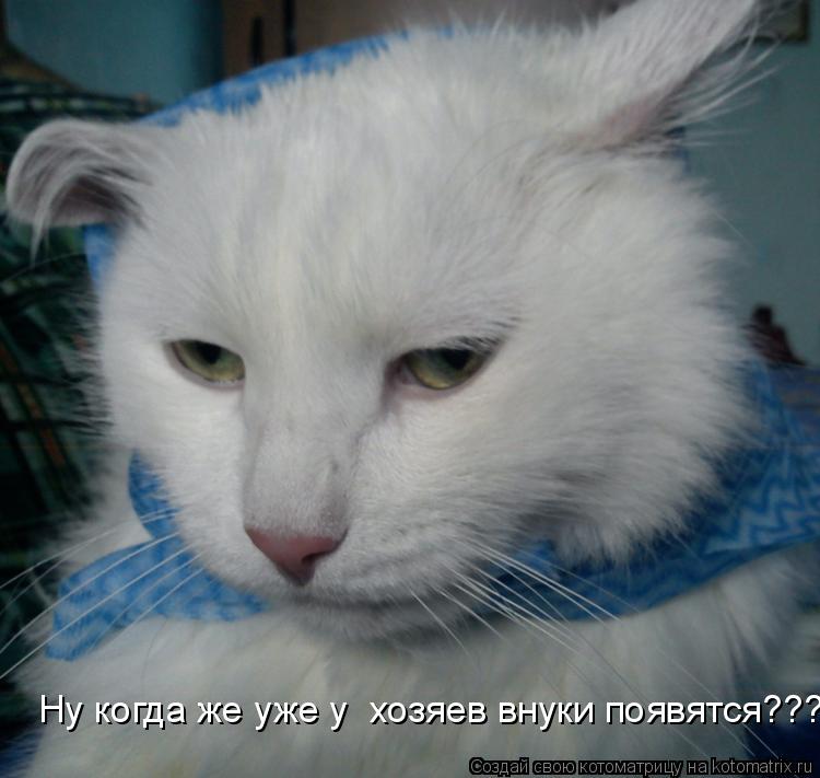 Котоматрица: Ну когда же уже у  хозяев внуки появятся????