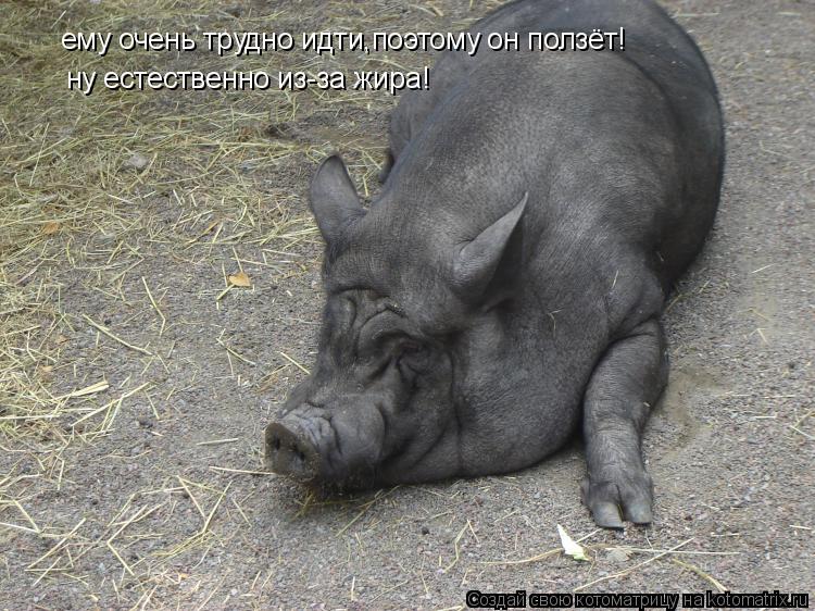 Котоматрица: ему очень трудно идти,поэтому он ползёт! ну естественно из-за жира!
