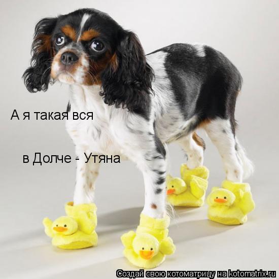 Котоматрица: А я такая вся  в Долче - Утяна