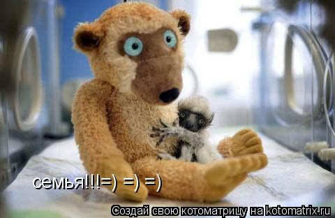 Котоматрица: семья!!!=) =) =)
