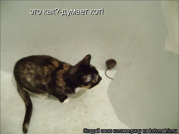 Котоматрица: это как?-думает кот!