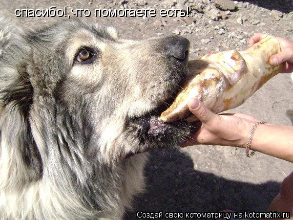 Котоматрица: спасибо!,что помогаете есть!