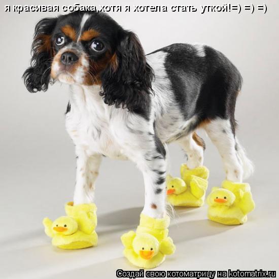 Котоматрица: я красивая собака,хотя я хотела стать уткой!=) =) =)