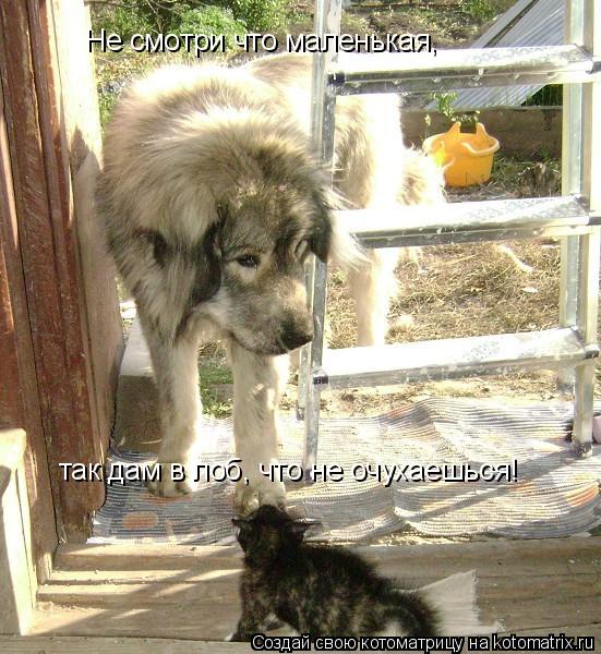 Котоматрица: Не смотри что маленькая, так дам в лоб, что не очухаешься!