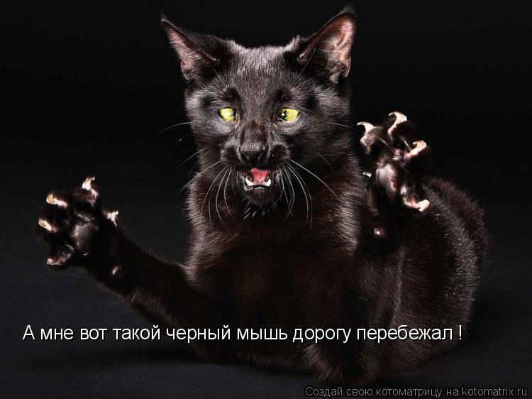 Котоматрица: А мне вот такой черный мышь дорогу перебежал !