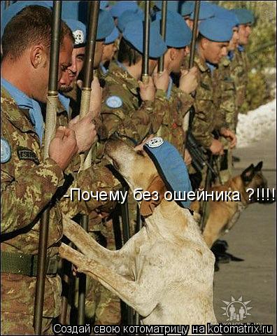 Котоматрица: -Почему без ошейника ?!!!!