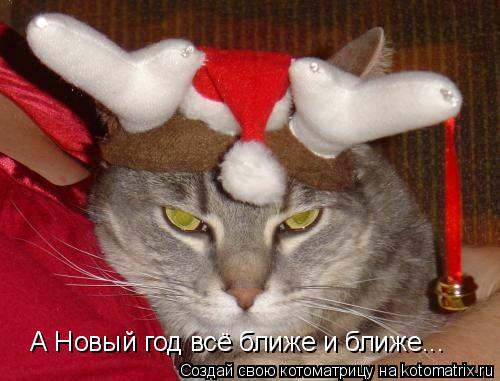 Котоматрица: А Новый год всё ближе и ближе...