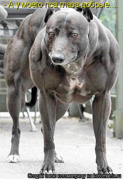 Котоматрица: - А у моего пса глаза добрые....
