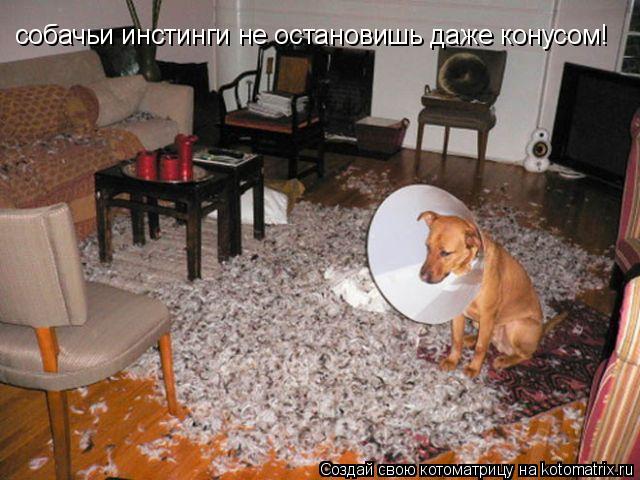 Котоматрица: собачьи инстинги не остановишь даже конусом!