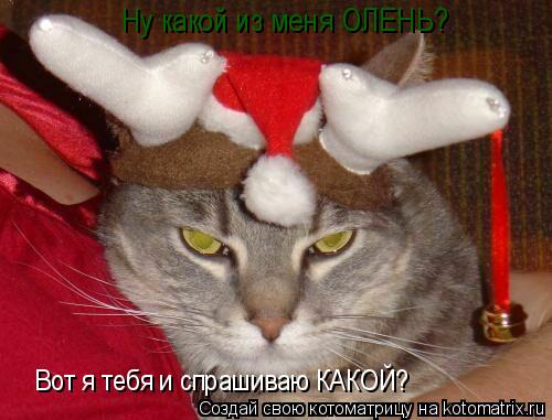 Котоматрица: Ну какой из меня ОЛЕНЬ а? Ну какой из меня ОЛЕНЬ? Вот я тебя и спрашиваю КАКОЙ?