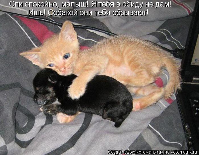 Котоматрица: Спи спокойно, малыш! Я тебя в обиду не дам! Ишь! Собакой они тебя обзывают!