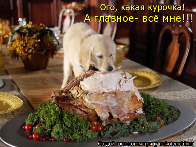 Котоматрица: Ого, какая курочка! А главное- всё мне!!!