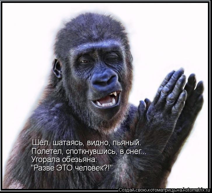 Котоматрица: Полетел, споткнувшись, в снег... Угорала обезьяна: "Разве ЭТО человек?!" Шёл, шатаясь, видно, пьяный.