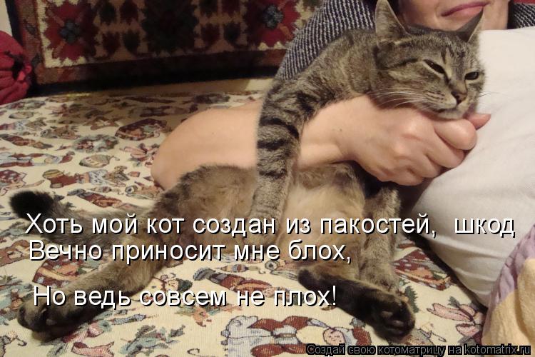Хоть мой кот создан из пакостей, шкод Вечно приносит мне блох, Но ведь совсем не плох!... Котоматрица: Хоть мой кот создан из пакостей, шкод Вечно приносит мне блох, Но ведь совсем не плох!