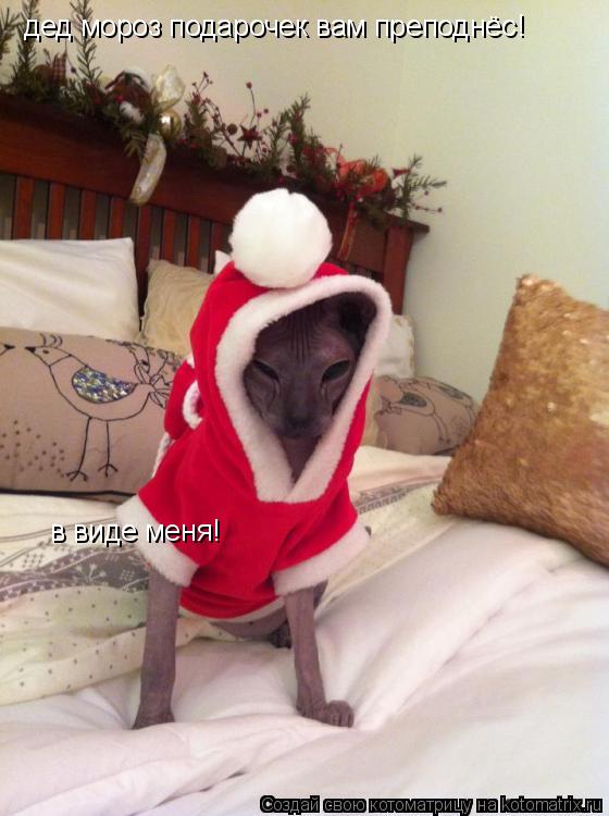 Котоматрица: дед мороз подарочек вам преподнёс! в виде меня!
