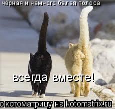 Котоматрица: чёрная и немного белая полоса всегда вместе!