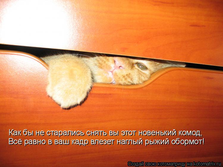 Котоматрица: Как бы не старались снять вы этот новенький комод, Всё равно в ваш кадр влезет наглый рыжий обормот!
