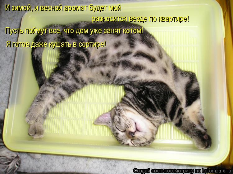 И зимой, и весной аромат будет мой разносится везде по квартире! Пусть поймут все, что дом уже занят ... Котоматрица: И зимой, и весной аромат будет мой разносится везде по квартире! Пусть поймут все, что дом уже занят котом! Я готов даже кушать в сортире!
