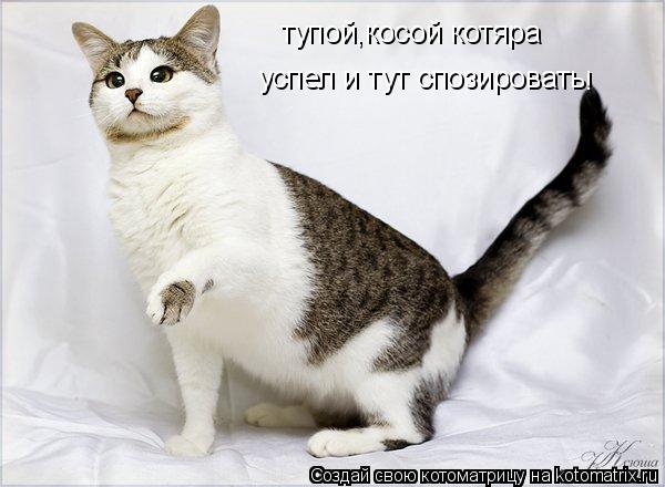 Котоматрица: тупой,косой котяра успел и тут спозировать !