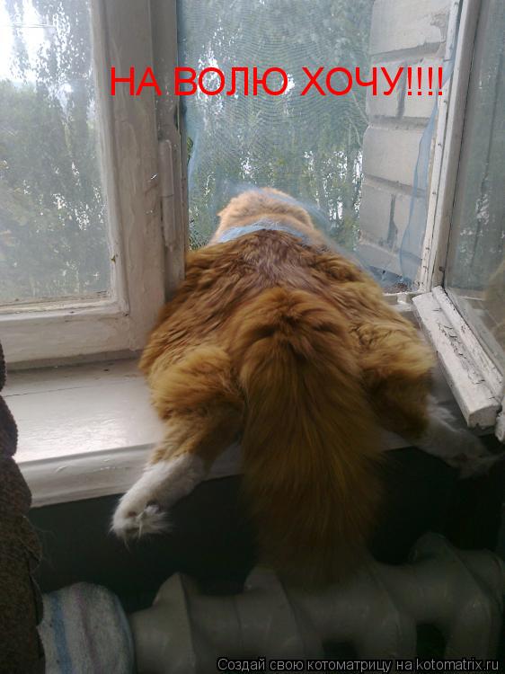 Котоматрица: НА ВОЛЮ ХОЧУ!!!!