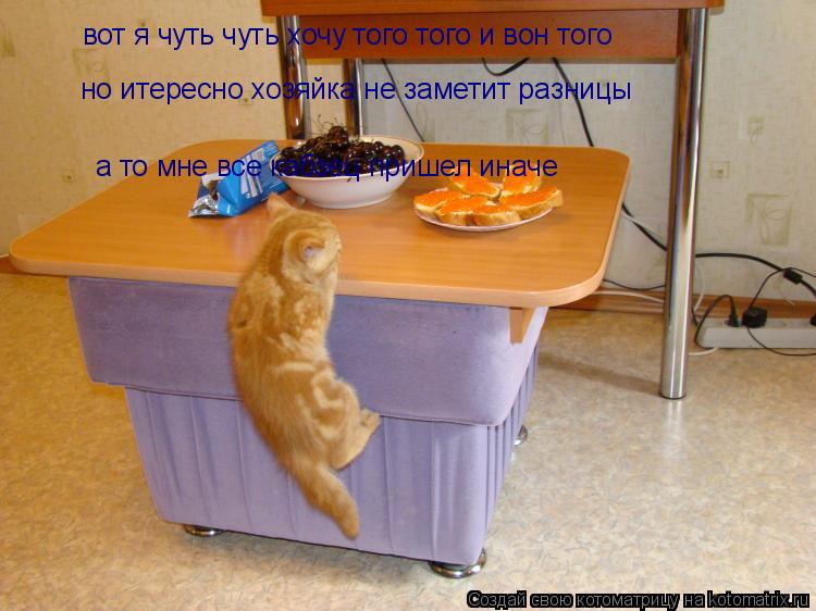 Котоматрица: вот я чуть чуть хочу того того и вон того но итересно хозяйка не заметит разницы  а то мне все кабзец пришел иначе