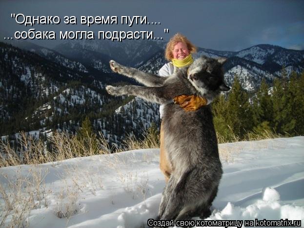 "Однако за время пути.... ...собака могла подрасти..."... Котоматрица: "Однако за время пути.... ...собака могла подрасти..."