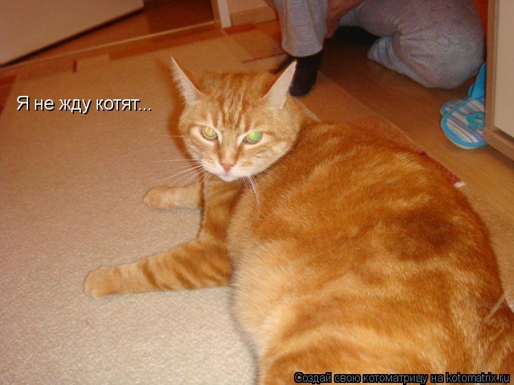 Котоматрица: Я не жду котят...