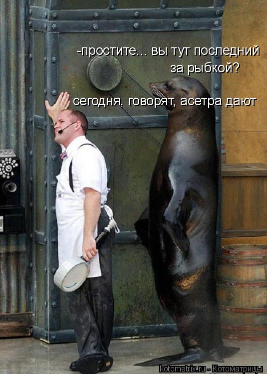-простите... вы тут последний за рыбкой? сегодня, говорят, асетра дают... Котоматрица: -простите... вы тут последний за рыбкой? сегодня, говорят, асетра дают