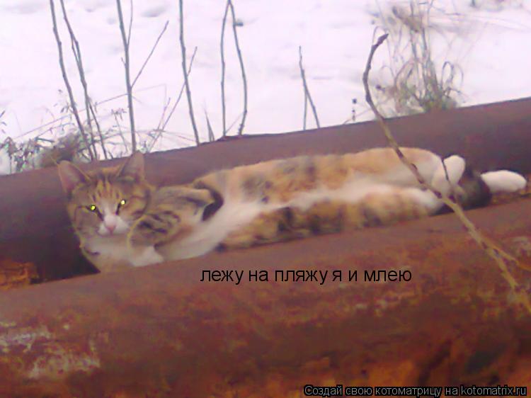 лежу на пляжу я и млею... Котоматрица: лежу на пляжу я и млею