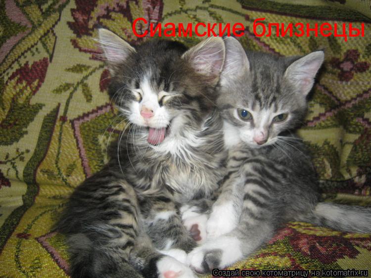 Сиамские близнецы... Котоматрица: Сиамские близнецы