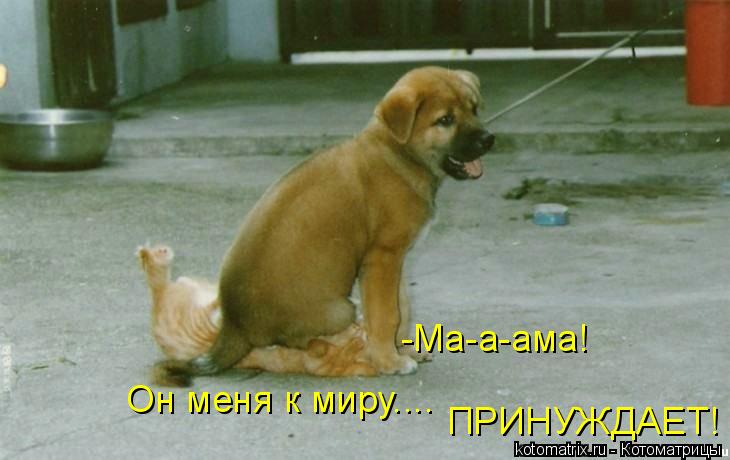 -Ма-а-ама! ПРИНУЖДАЕТ! Он меня к миру....... Котоматрица: -Ма-а-ама! ПРИНУЖДАЕТ! Он меня к миру....
