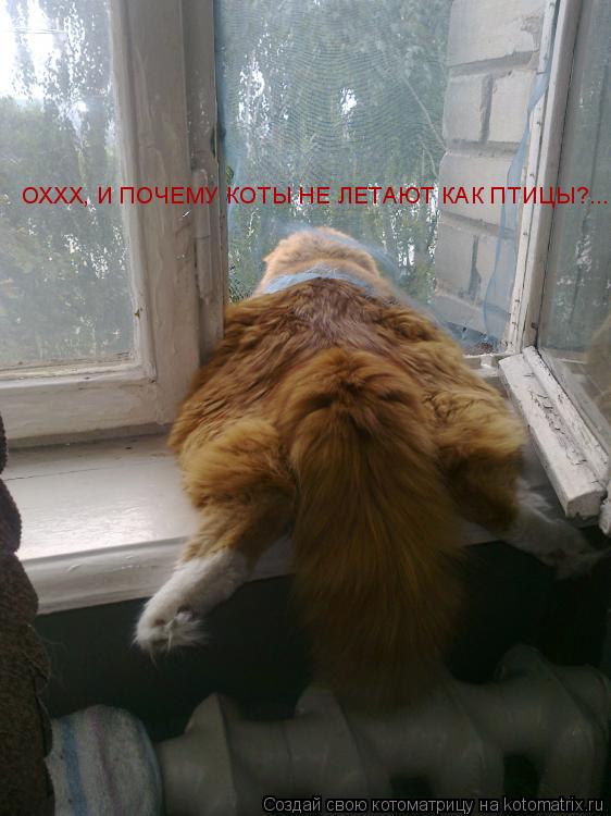 ОХХХ, И ПОЧЕМУ КОТЫ НЕ ЛЕТАЮТ КАК ПТИЦЫ?......... Котоматрица: ОХХХ, И ПОЧЕМУ КОТЫ НЕ ЛЕТАЮТ КАК ПТИЦЫ?......