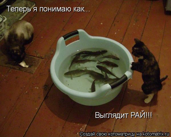 Котоматрица: Теперь я понимаю как... Выглядит РАЙ!!!